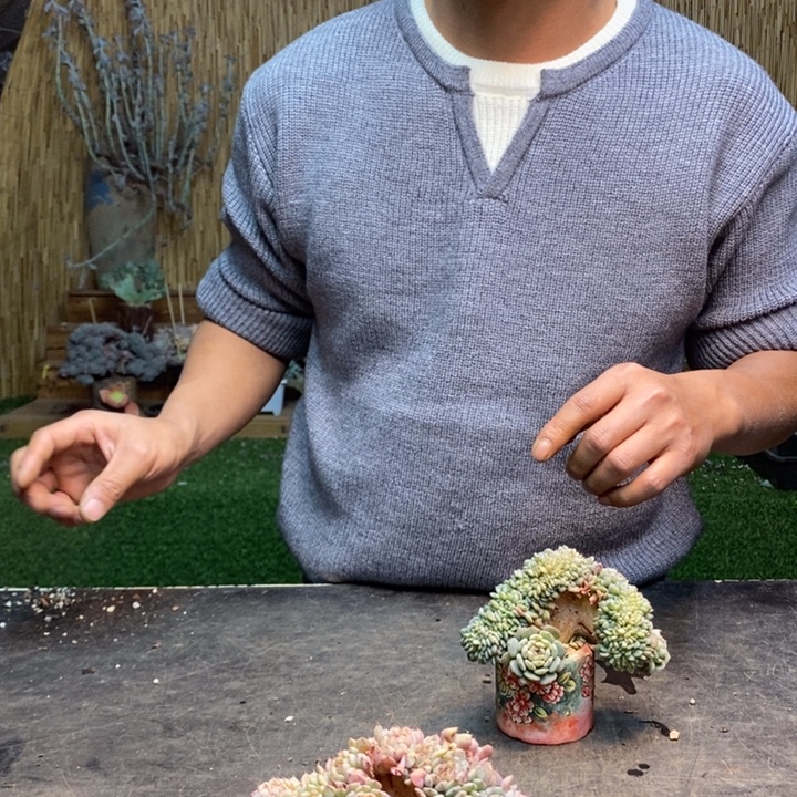 B***️127号白胖子多肉植物