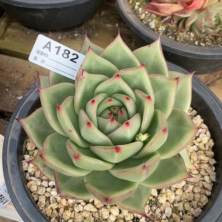 若如东云单拍A182