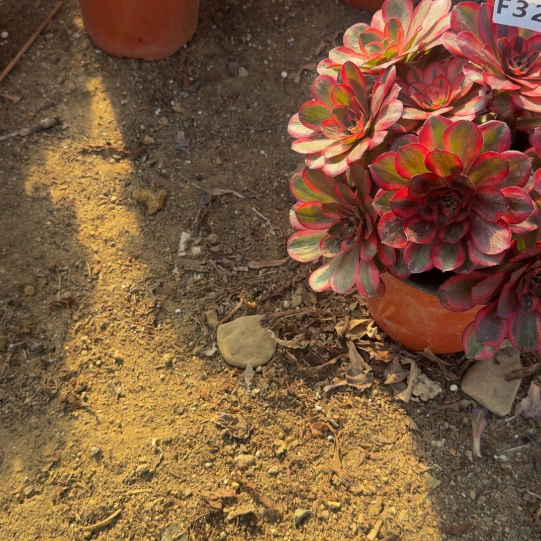 东***馆一颗到春费用。  多肉植物