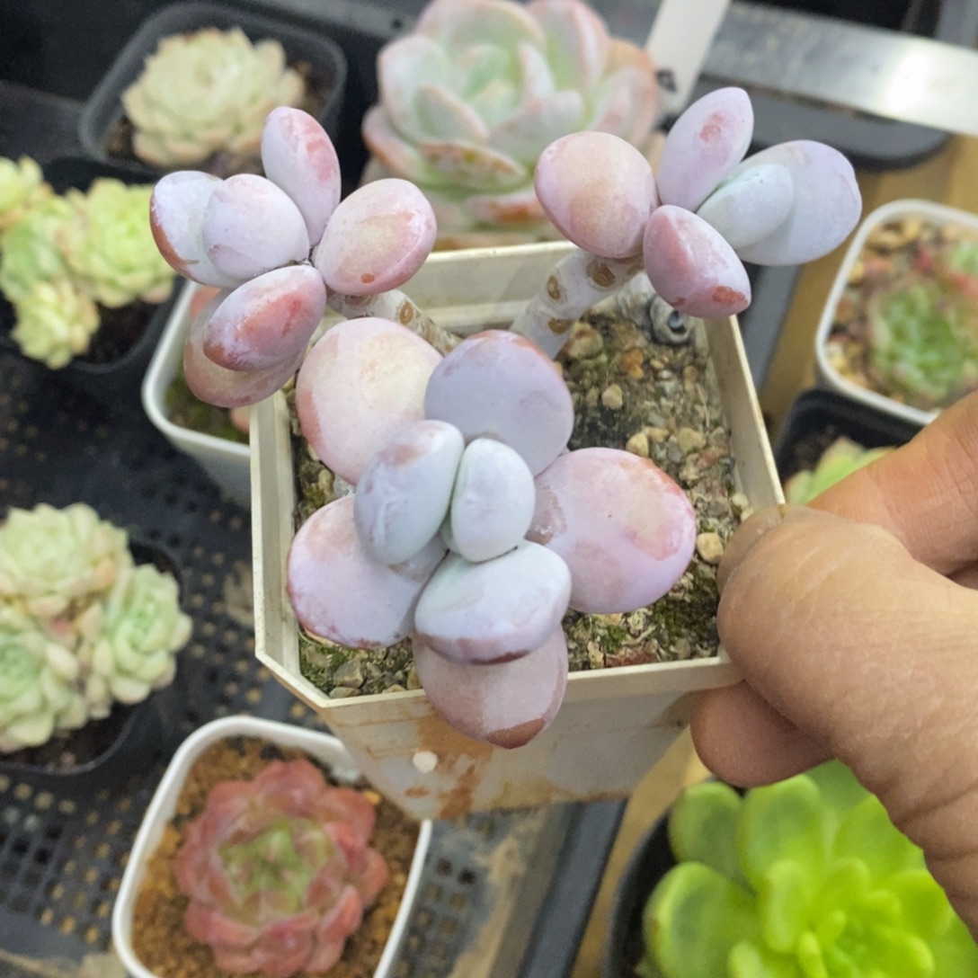 精品多肉一物一怕不包整220