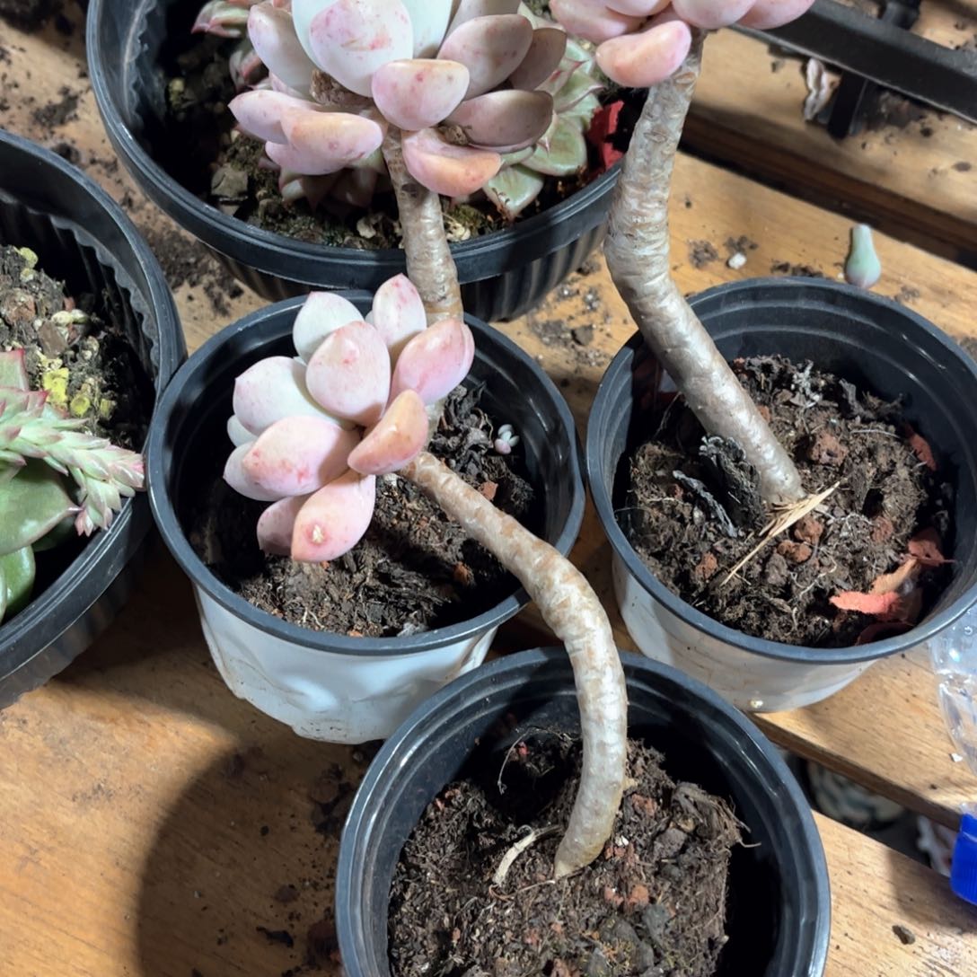 花斑鹿3盆单头定向