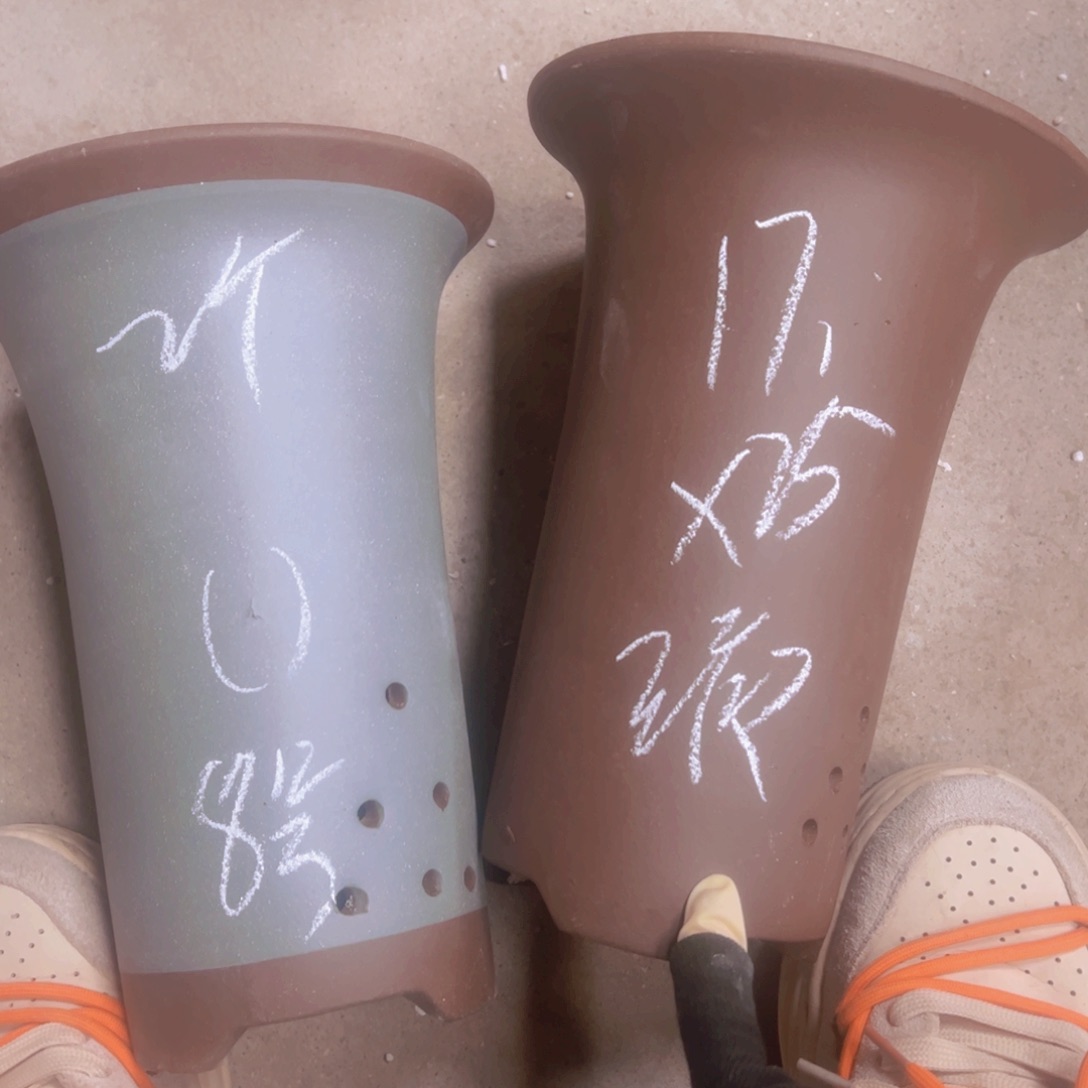 紫砂8号……………………………………
