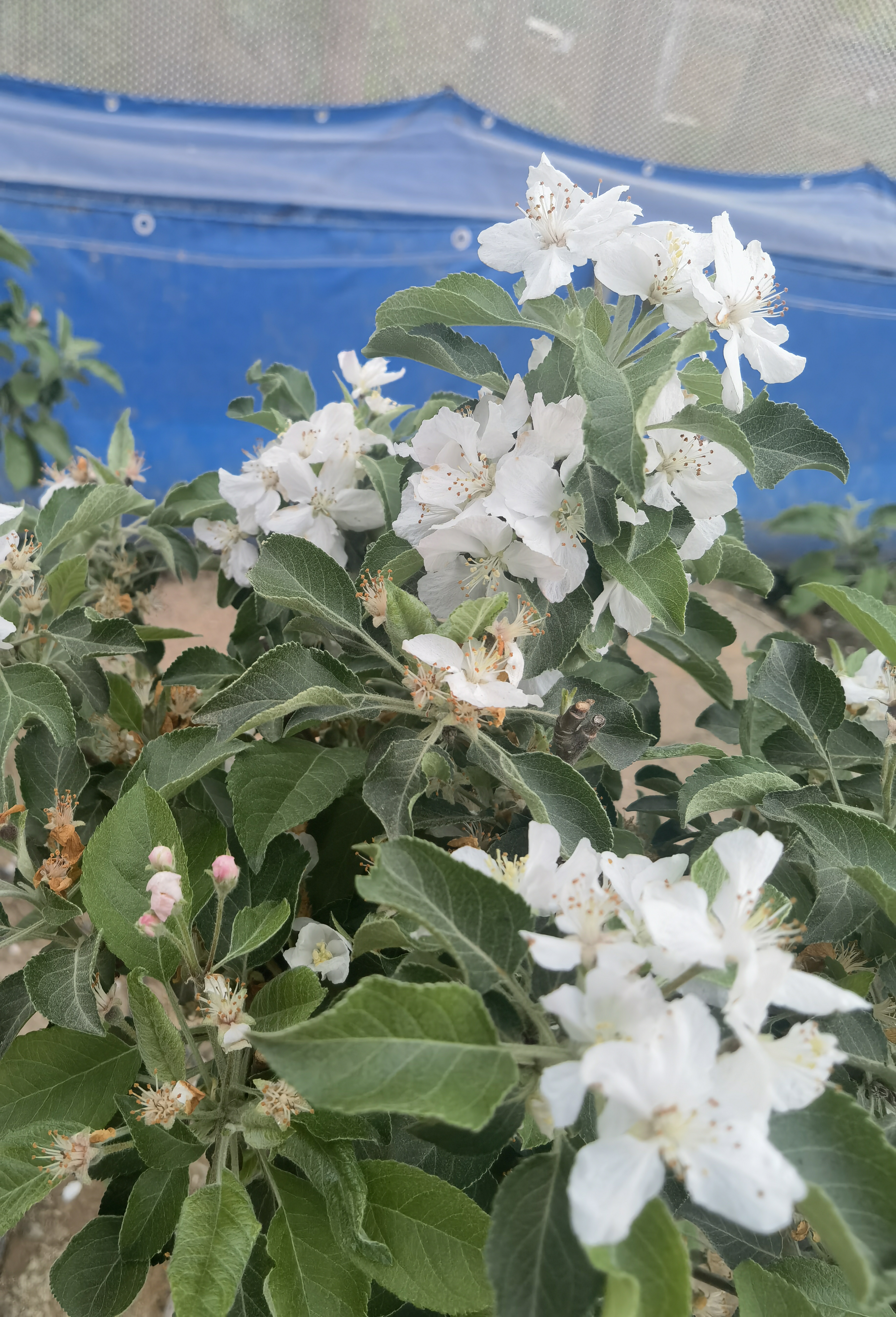 一物一拍，盆景绿植