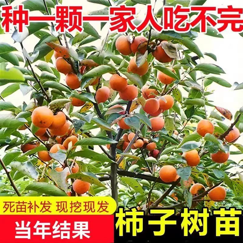 一物一拍脆甜狮子树柿子树果树苗