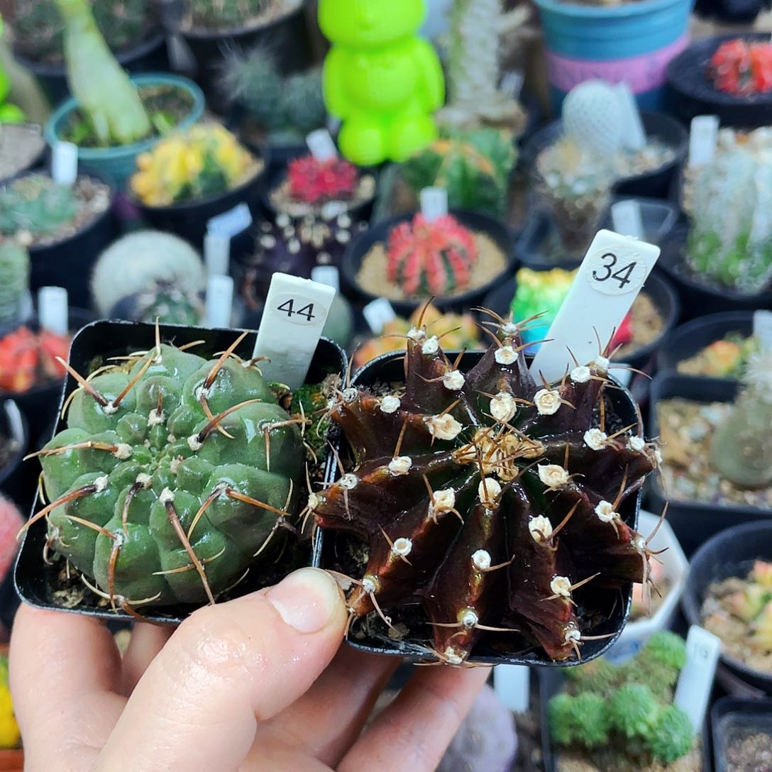 非偏远地区满25包邮仙人球