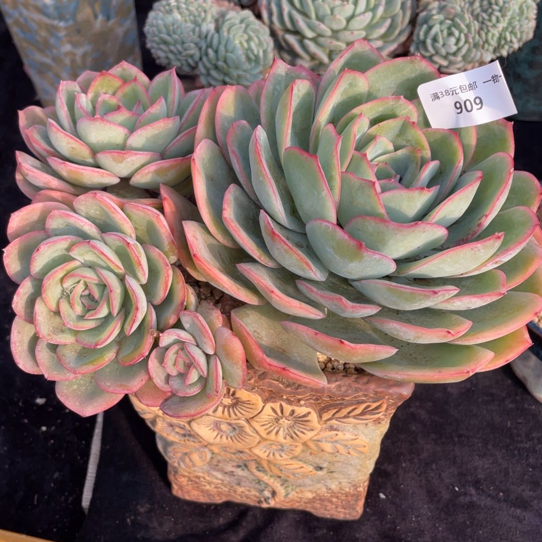 909晨露群生多肉植物老桩