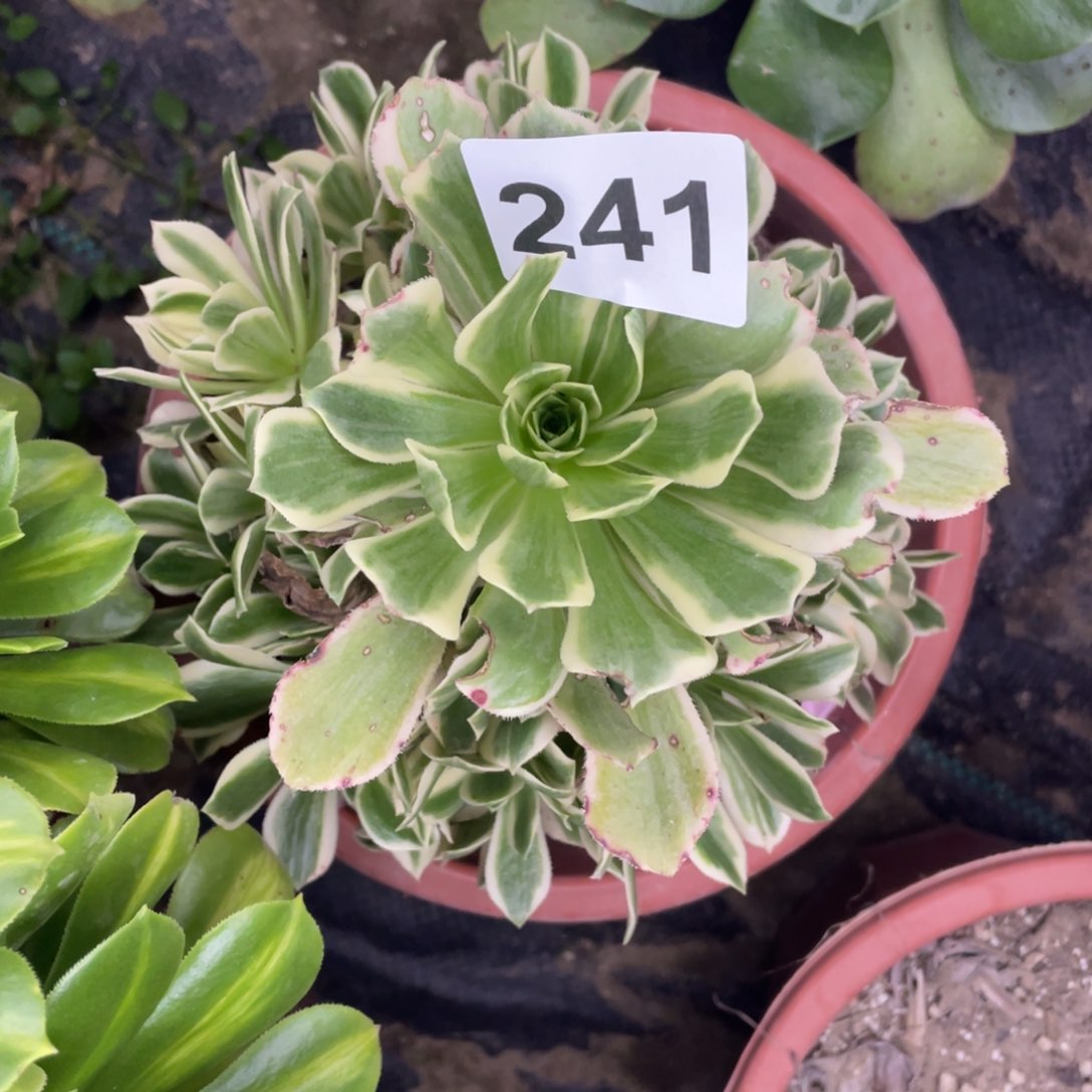 241号燕宁手捧花