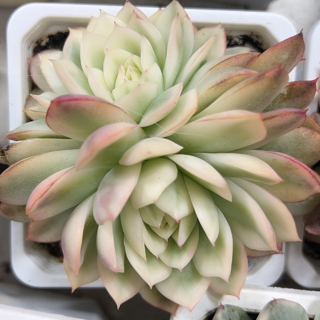 韩水晶锦群多肉植物