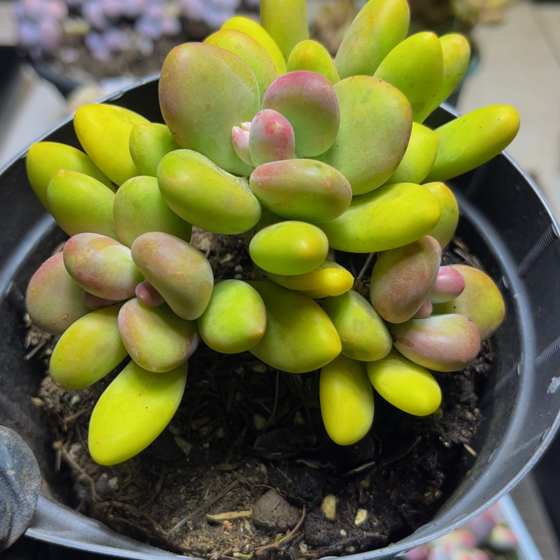 372芒果奶10厘米多肉