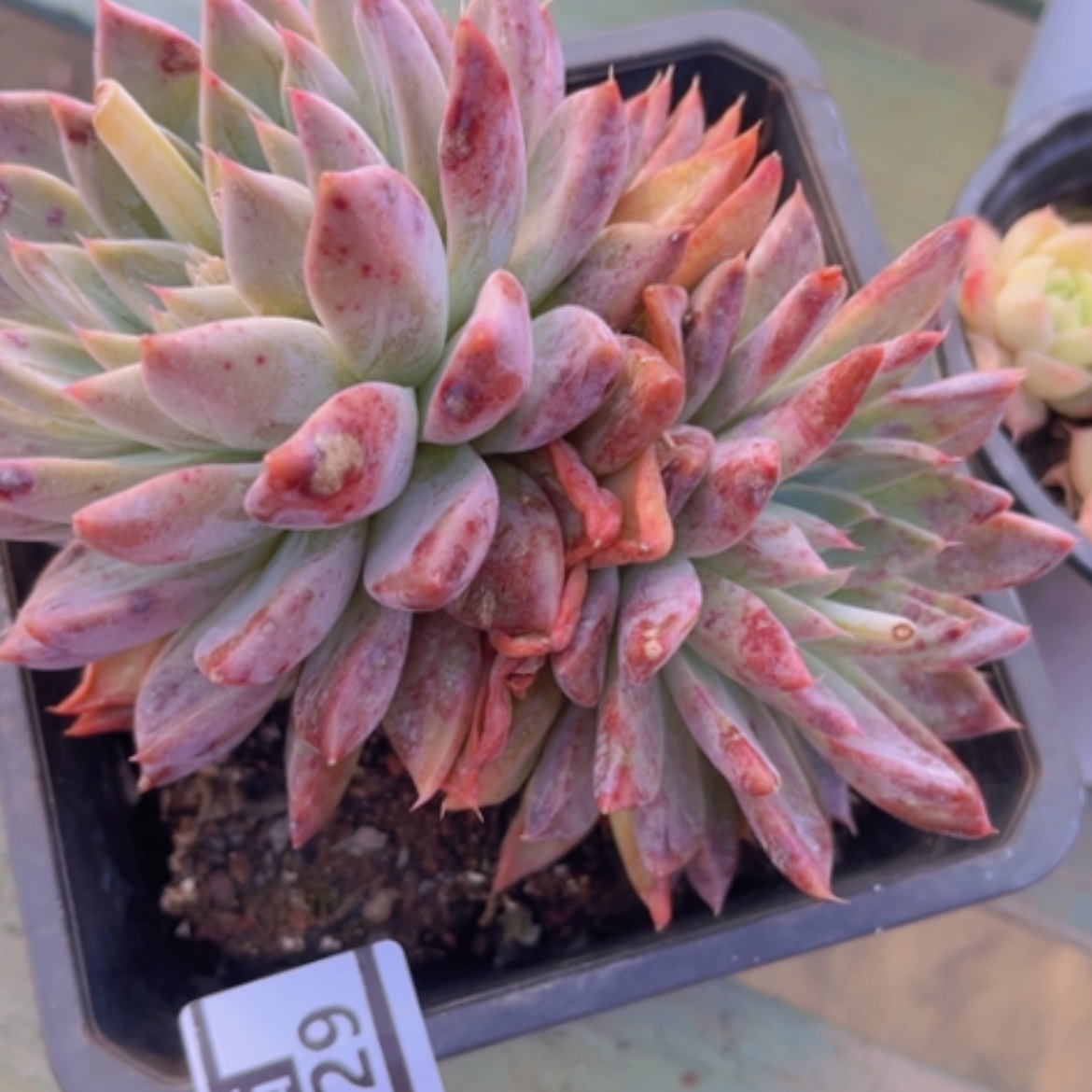 【闪购商品】杂04229