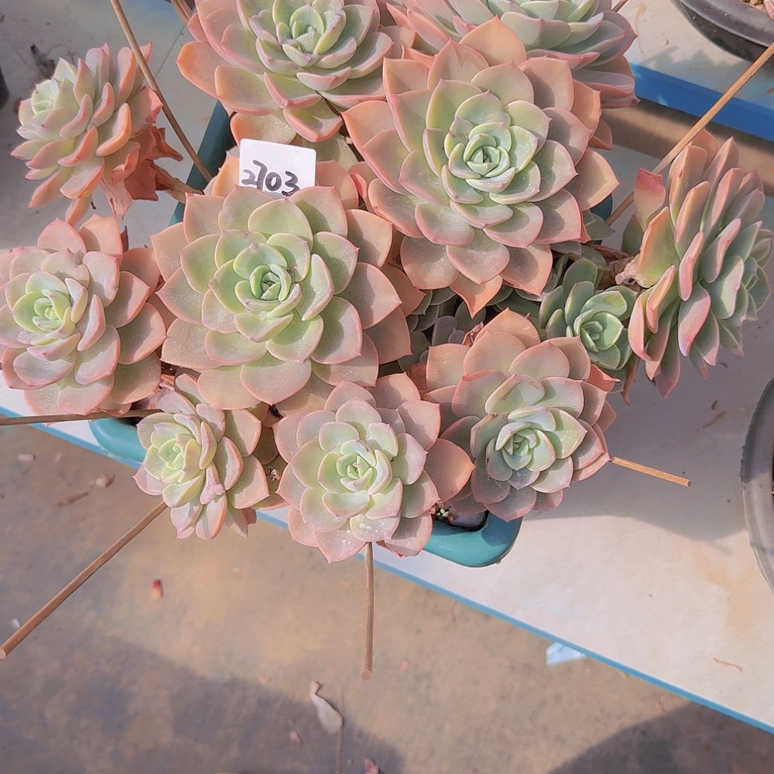 来***张2703粉之颜多肉植物