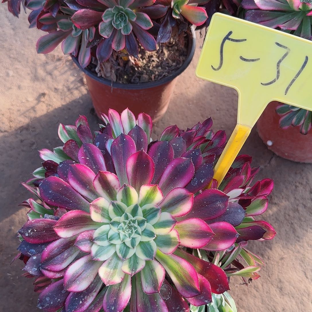 不**月5-31+-多头多肉植物