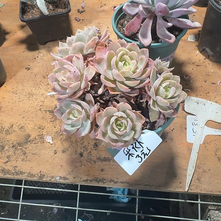 朵****多肉植物一物一拍香水