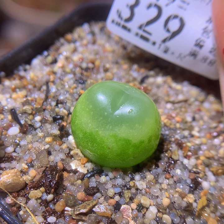  精品生石花219.329