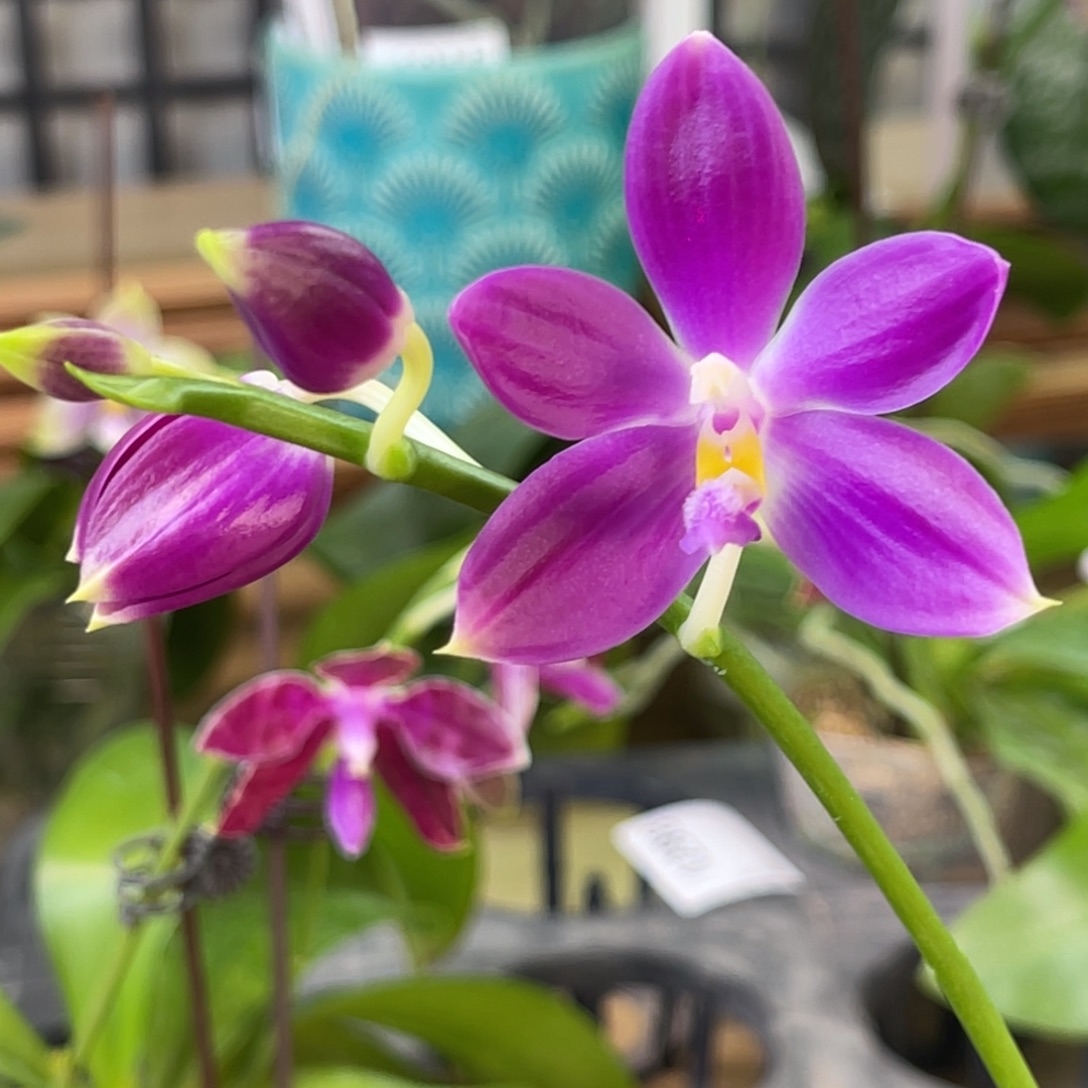 完全开放SWR雨点-1301