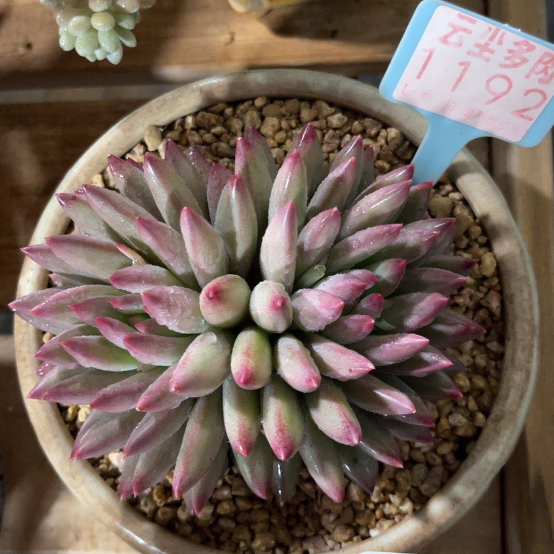 云尘多肉一物一拍不含盆1192