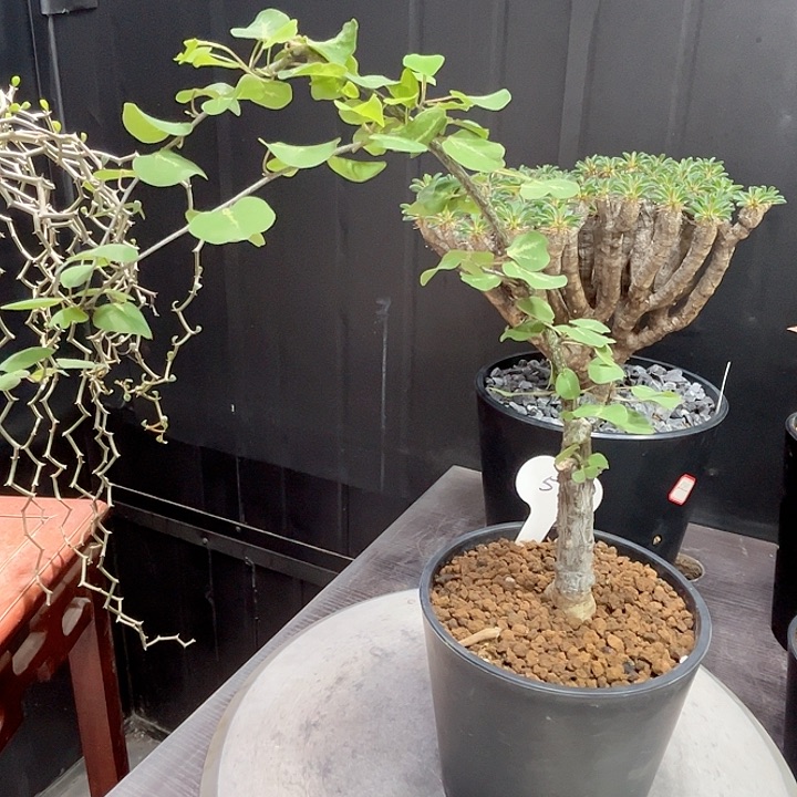 539鳄鱼腺蔓哈哈哈哈哈哈哈