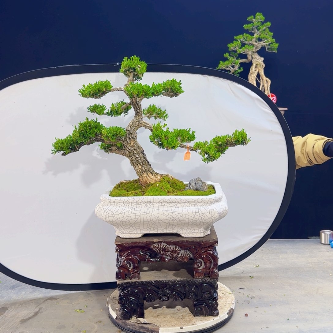 高端盆景艺术作品