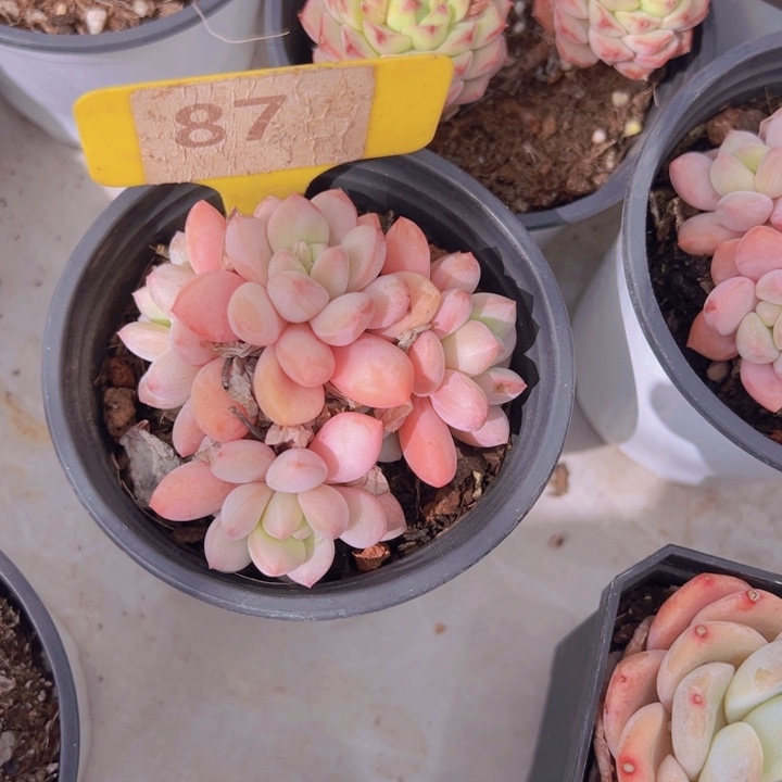 健健康康平平安安