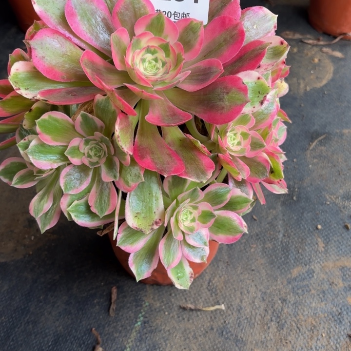 瑞妈，。。。。。。。251男神，