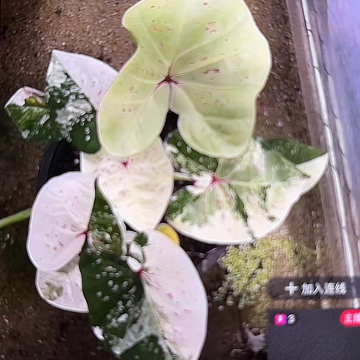 35-0308彩叶芋泰国发货