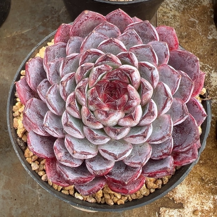 罗刹 单头 多肉植物