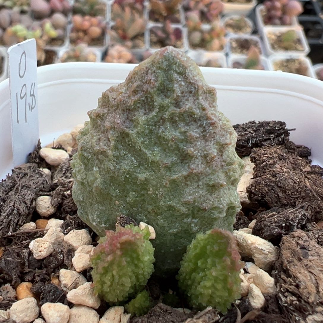 实生新品多肉植物水泡