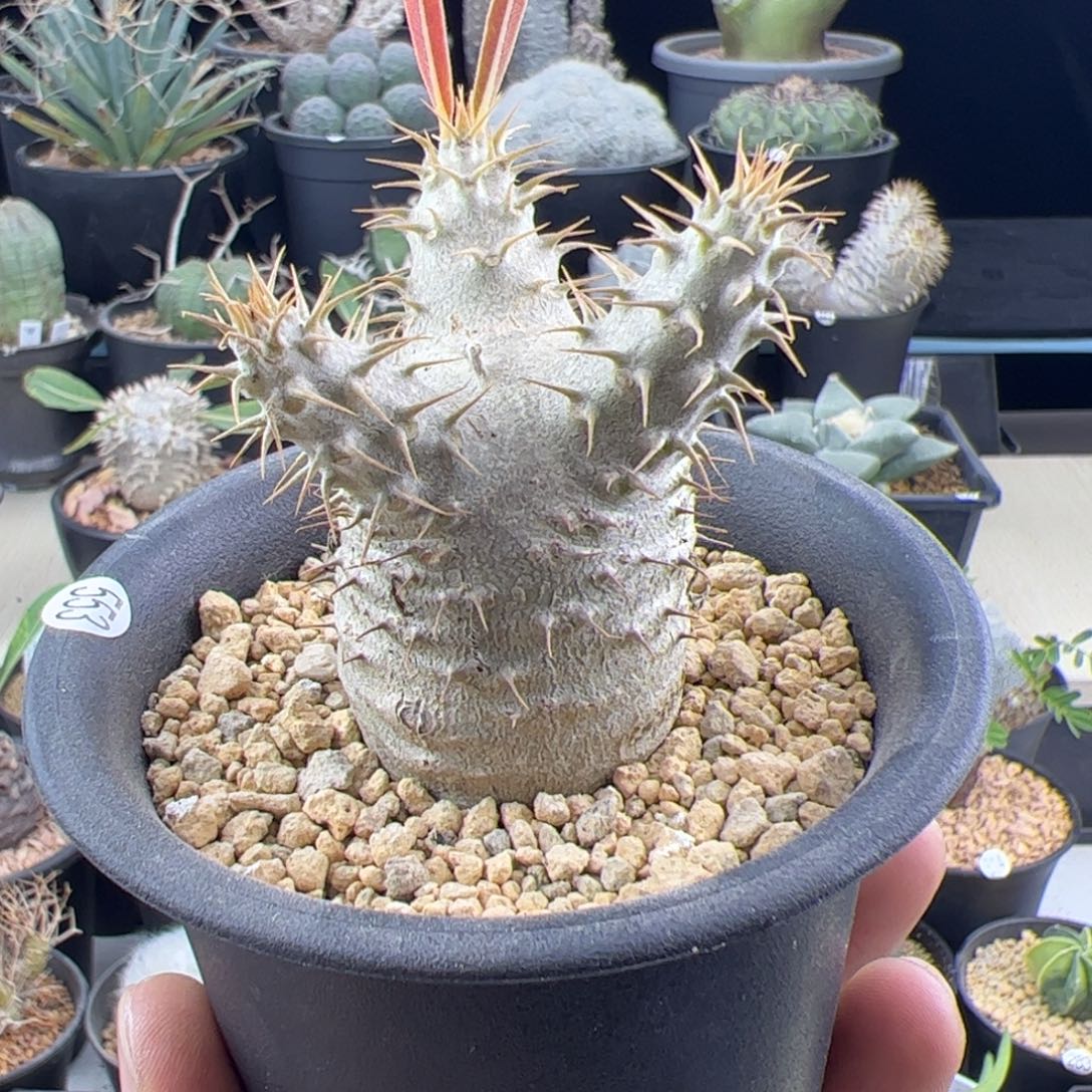 象牙宫种播实生一物一拍