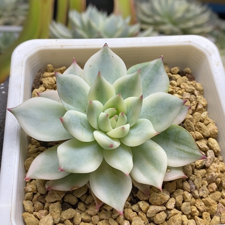 043吉娃娃锦锦锦锦锦