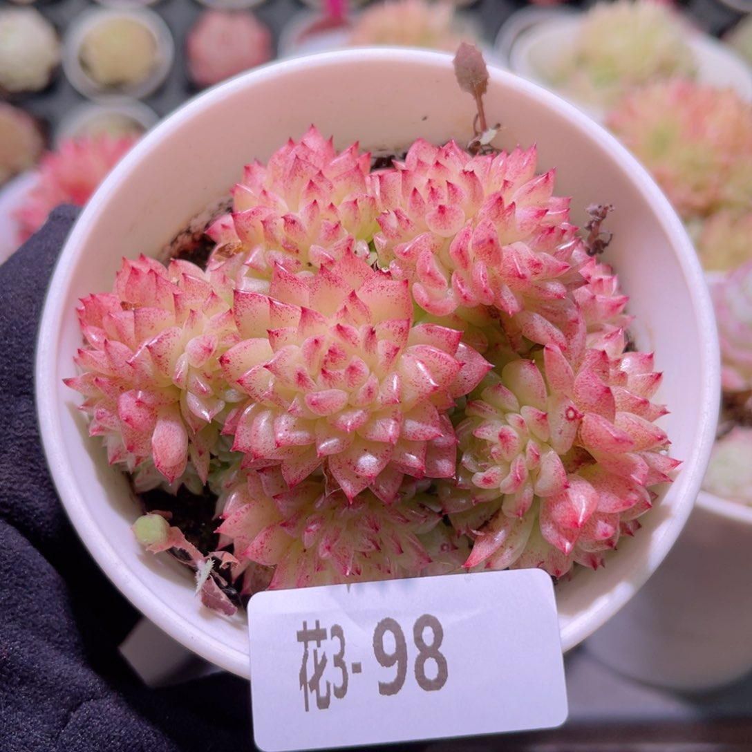 花利美3-98麦秆群