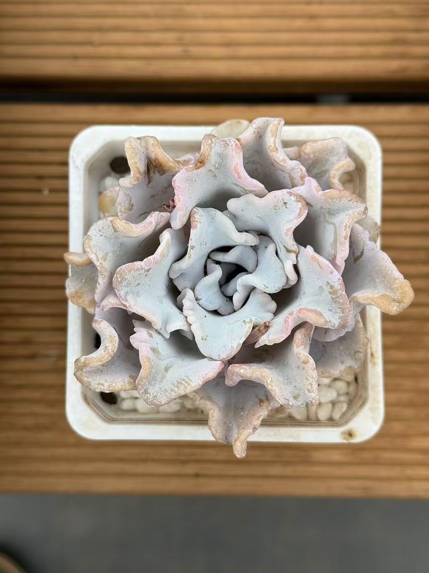 7#芭蕾舞者5.1宠粉版多肉植物   前男友精品多肉