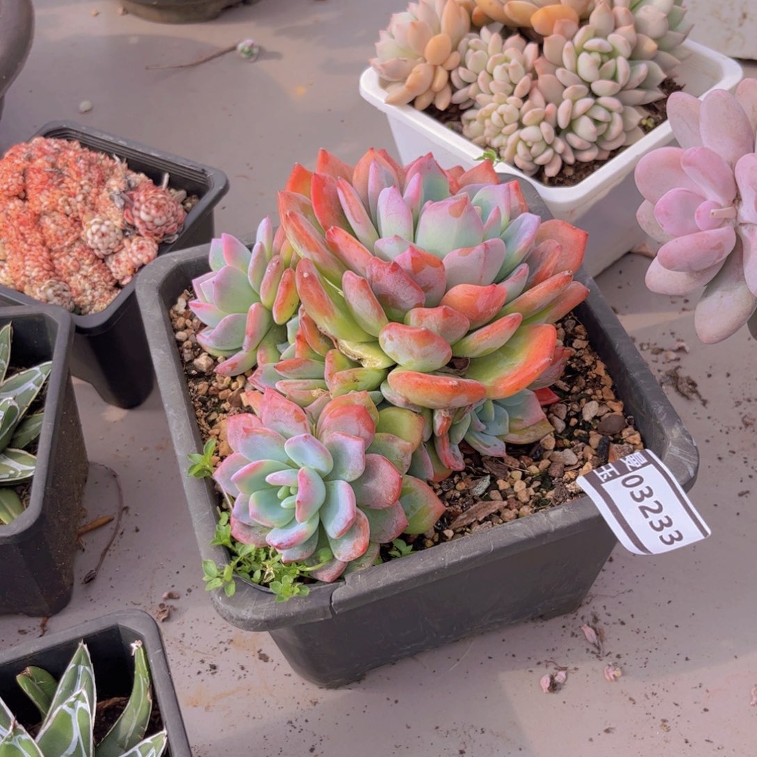 冷橙多肉植物03232