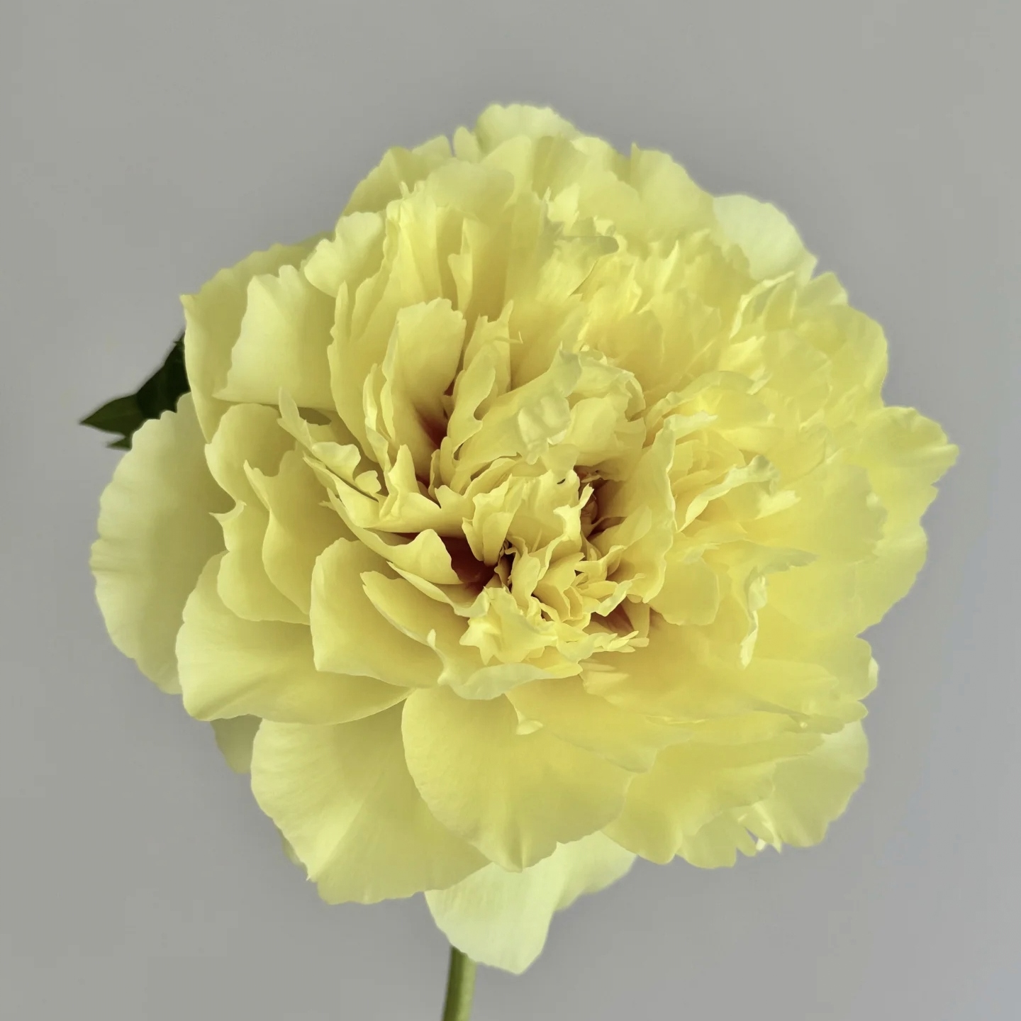 索诺码光环进口观赏芍药花苗带根块多年生正宗重瓣大花庭院芍药