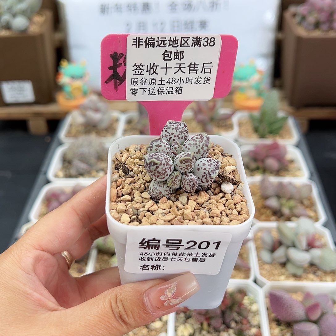 201达摩海豹多肉植物