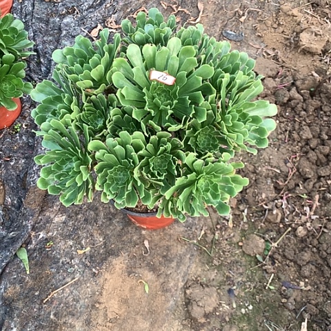 吉***矢原始绿多肉植物法师76