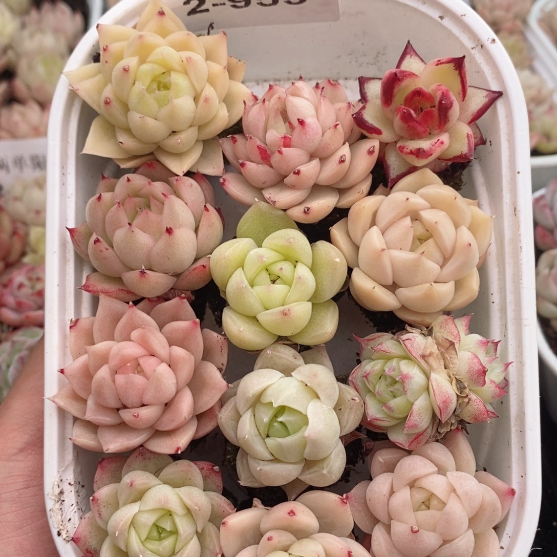 2-953 新疆西藏内蒙不发其他12.8包邮两到三厘米多肉