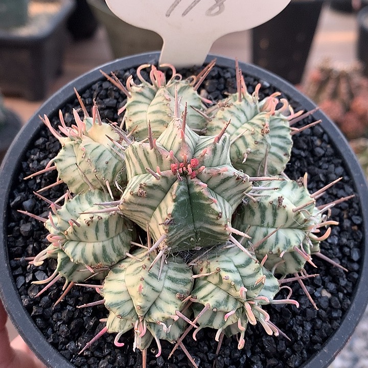 118斑马锦11111111111