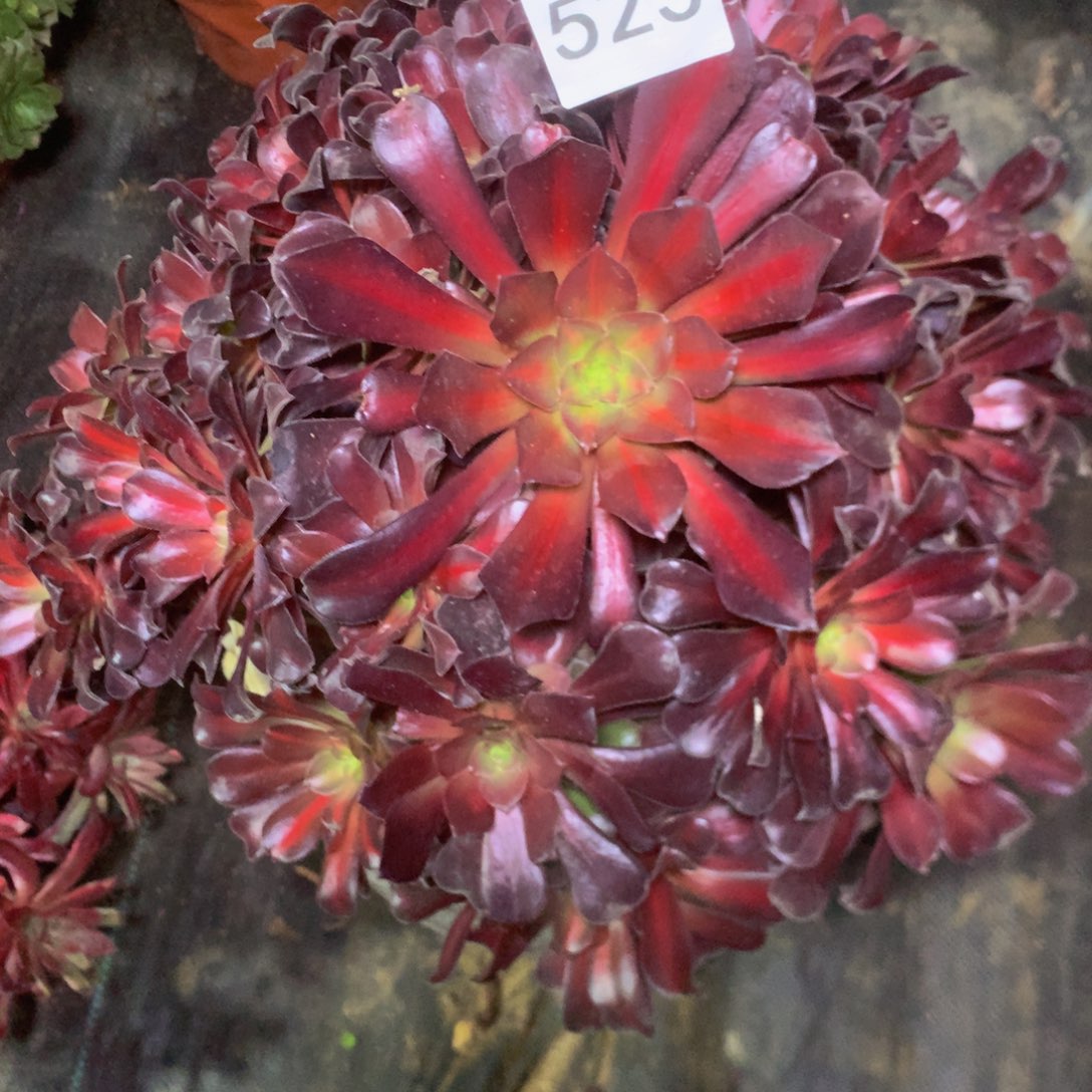 523花娜多肉植物