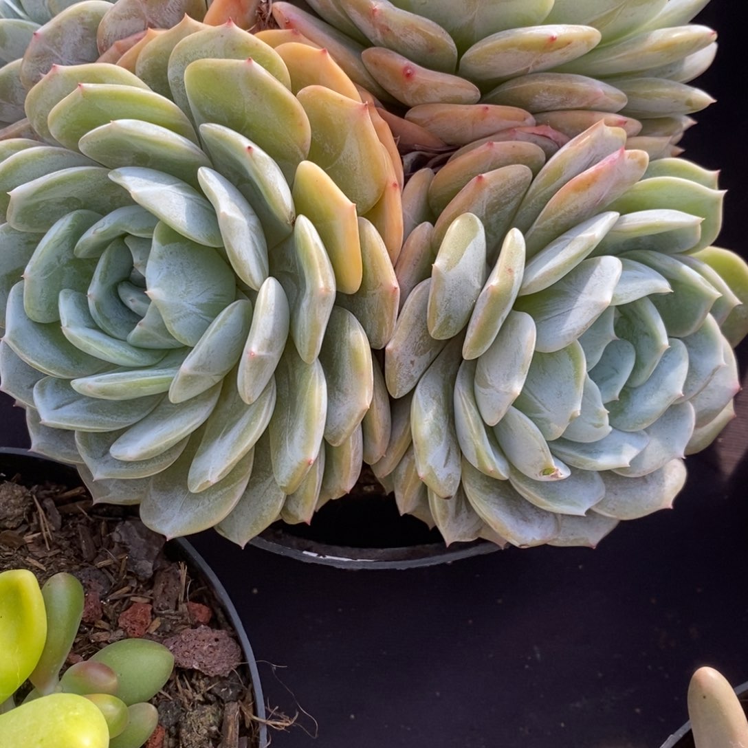 两单包邮1219-142劳林