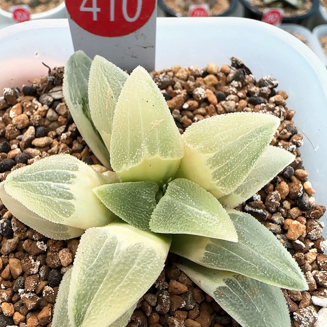 410号糊斑蓝光磨面锦一物一拍带盆