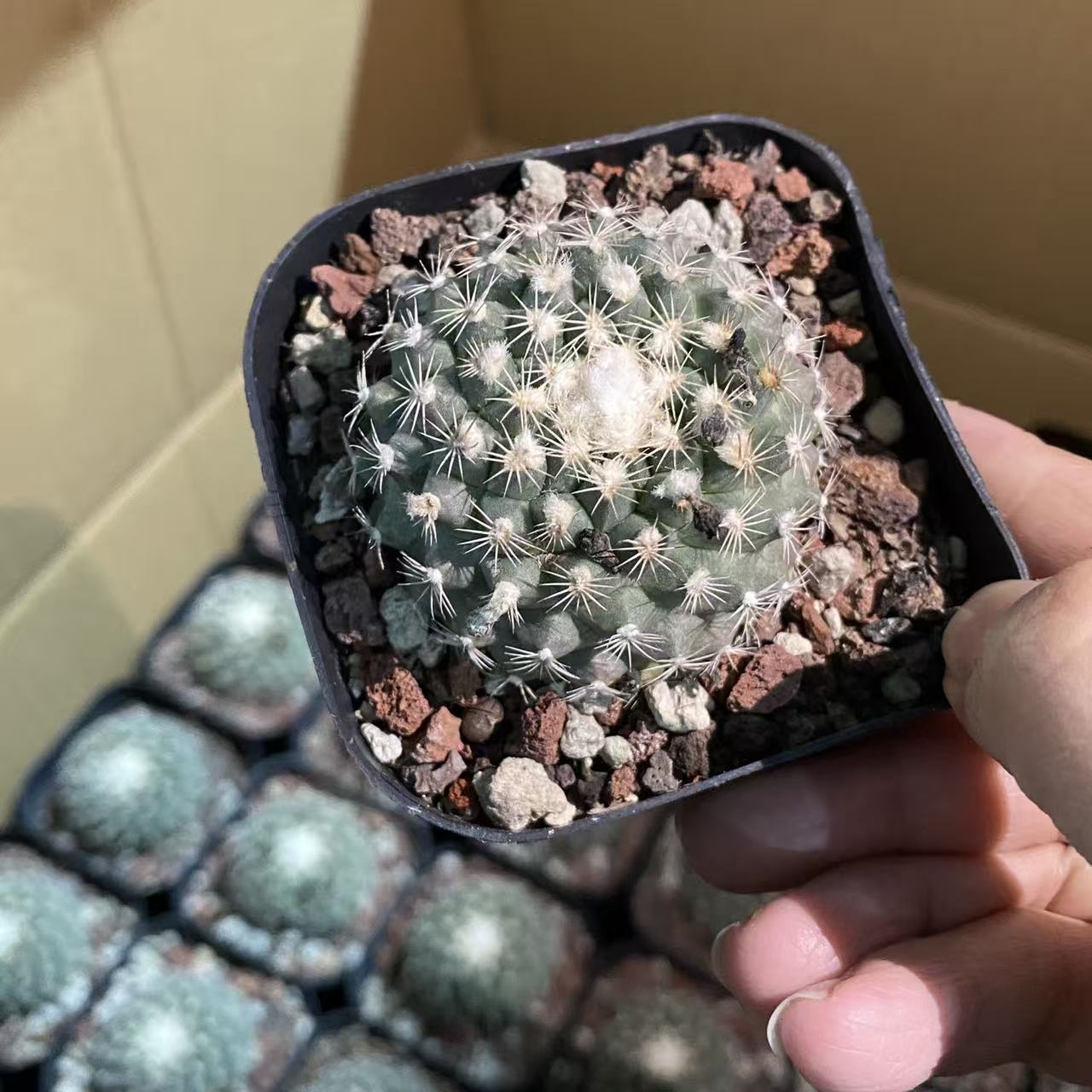 娇丽属小尤海胆带盆土      仙人球漳州基地直发 新手好养