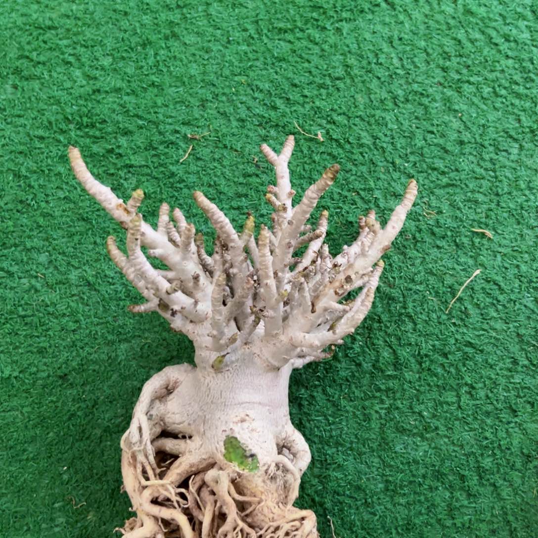 进口泰沙 爆花白皮沙漠玫瑰