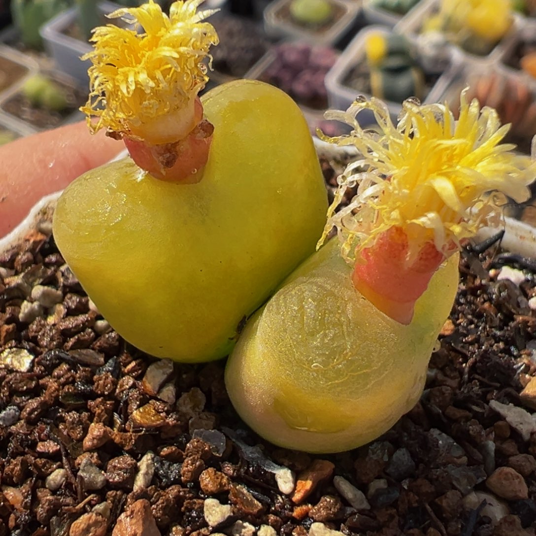 652多肉植物种类多样