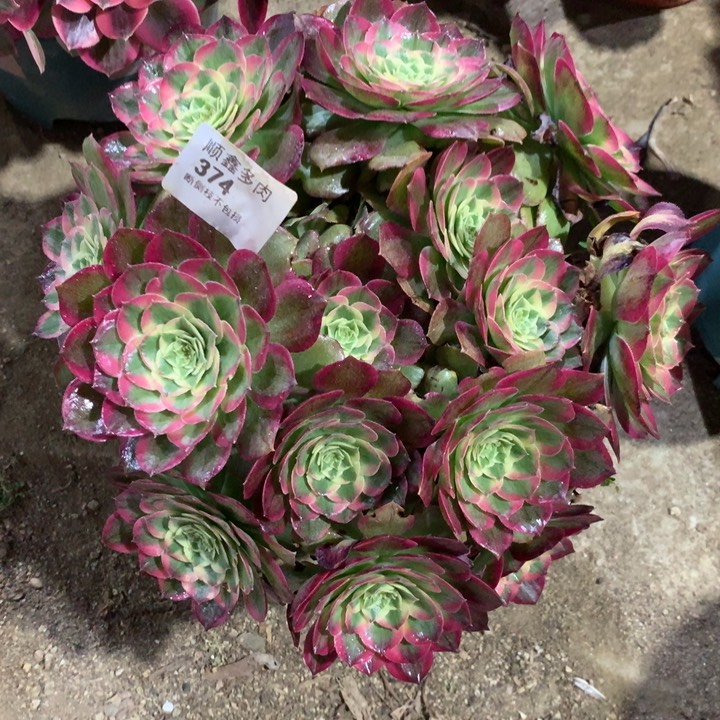 374粉海王多肉植物