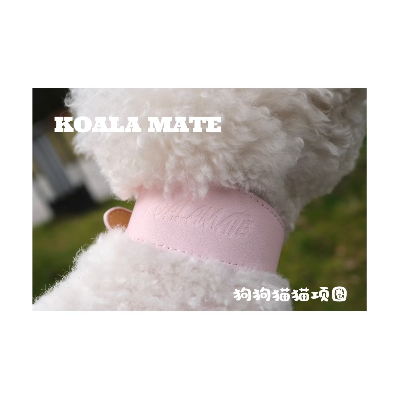 koalamate考拉伙伴宠物项圈中小型犬遛狗狗项圈猫咪脖子项链
