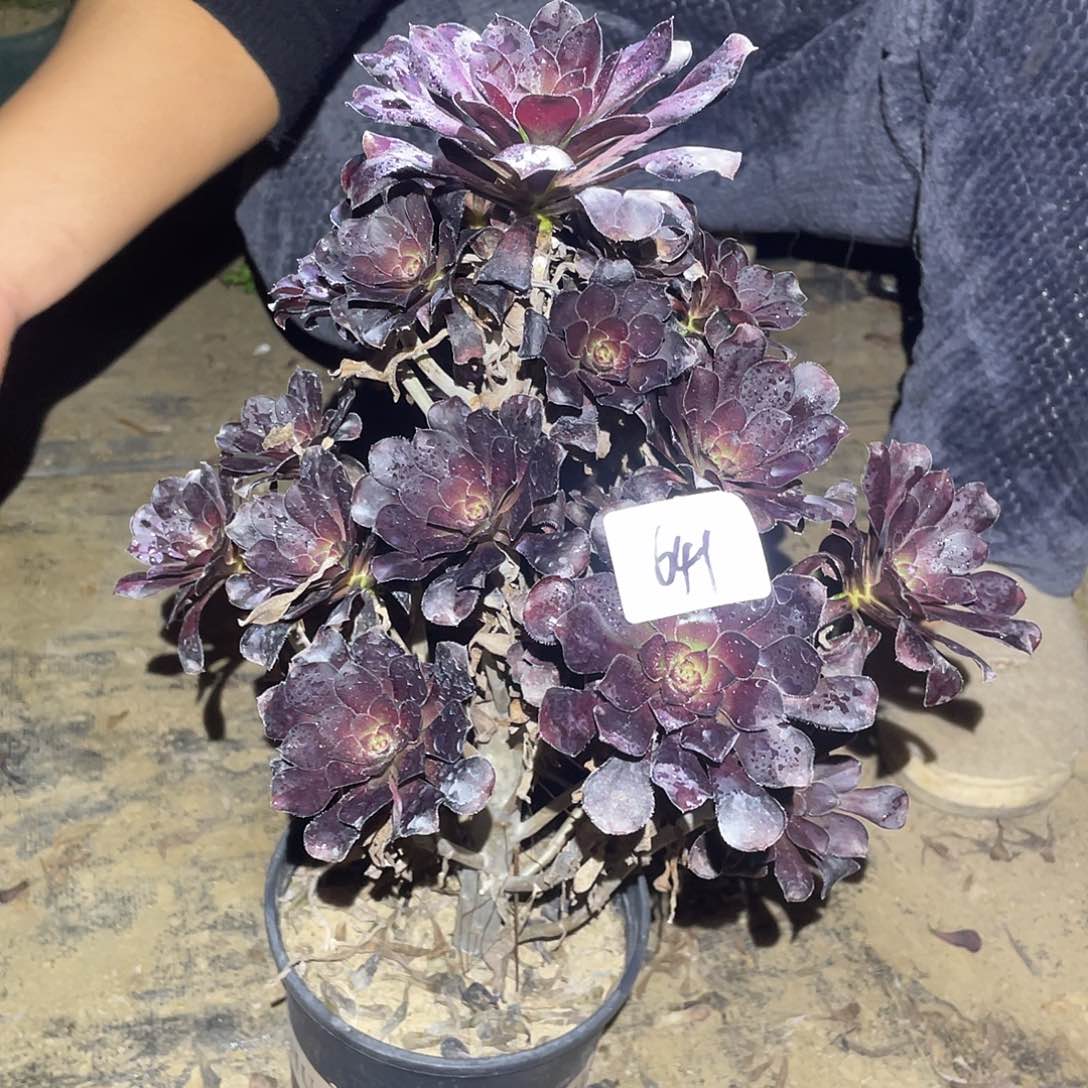 641法师植物圆叶