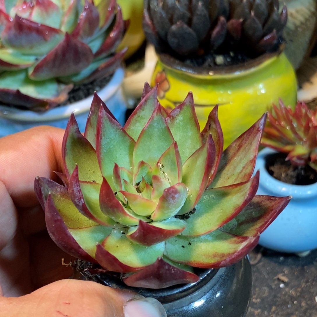 惊鸿一瞥多肉植物