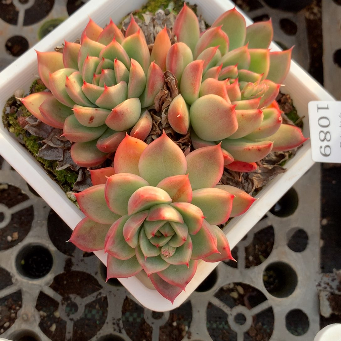 1089新年快乐发发发