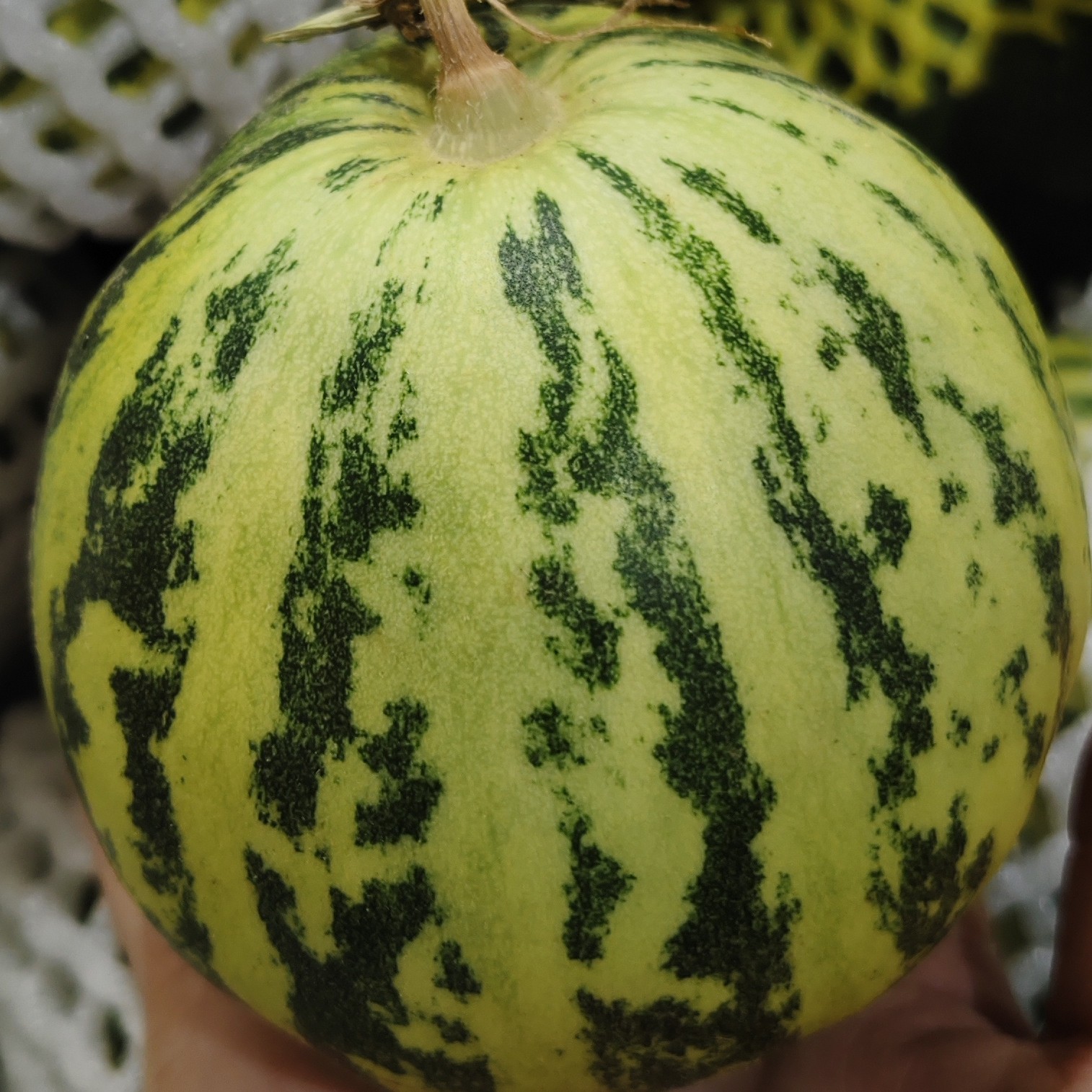 花蕾瓜一公斤17元甜瓜