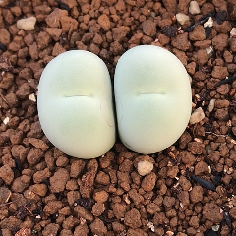 多肉肉锥 双头鸽子蛋